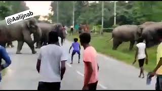 حمله فیل ها به مردم در هند???Elephants attack people in India