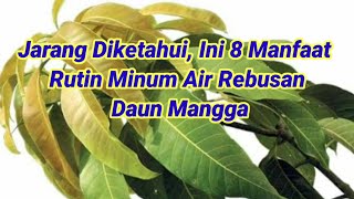 JARANG YANG TAHU‼️8 MANFAAT RUTIN MINUM AIR REBUSAN DAUN MANGGA