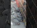 Feira de galinhas em Canafistula de Frei Damião.