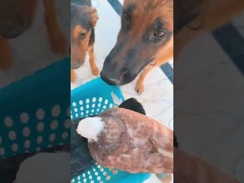 نزلت الطيور من فوك الصطح بسبب الجو الحار