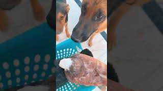 نزلت الطيور من فوك الصطح بسبب الجو الحار -🔥😍 screenshot 5