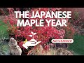 Winter Japanese Maple Gardening Checklist: November