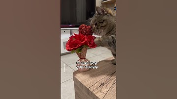Thumbnail of Yes! This is a cat song: @crayzee_cat(tt)  #shorts #cat #song