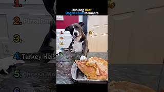 Ranking Best Dog vs Food Moments