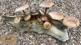 Woodturning bendy mushrooms  #woodturning #carbide chisels