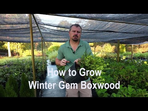 Video: Boxwood Buxus