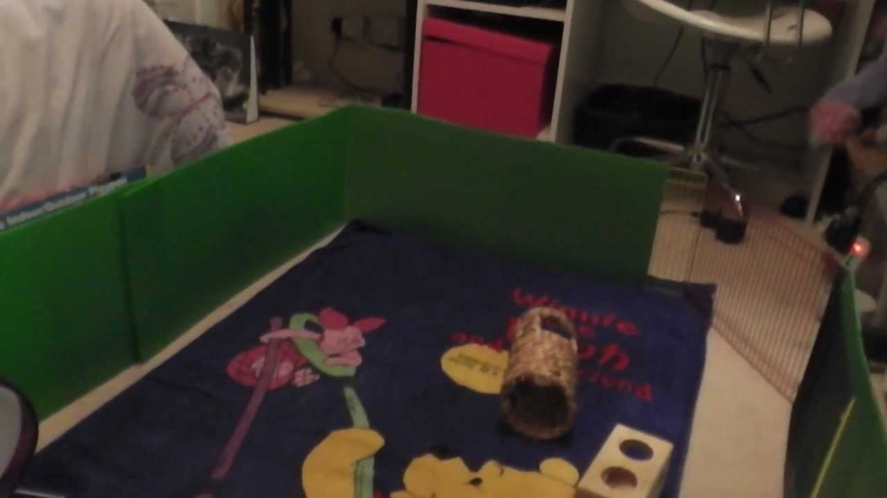 lolly vomito instagram Hamster freetime and exercise! (Request)