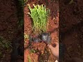 #One flower, one grass, one world #Show off my flowers and plants Baby's breath small cup