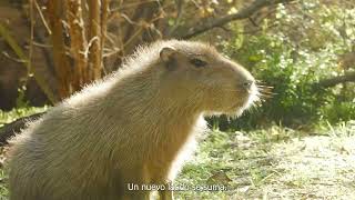 Temaikèn Aúlla - Un nuevo territorio te llama - VC