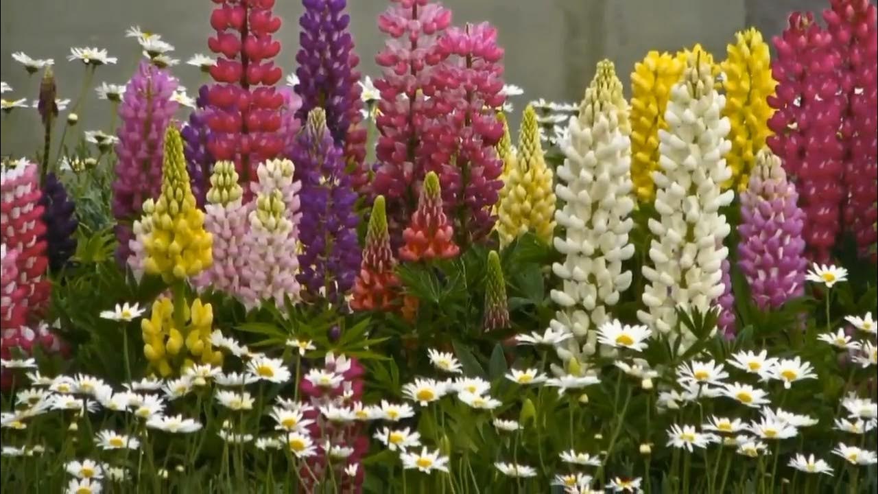 Most beautiful flowers garden over view.like nature subscribe