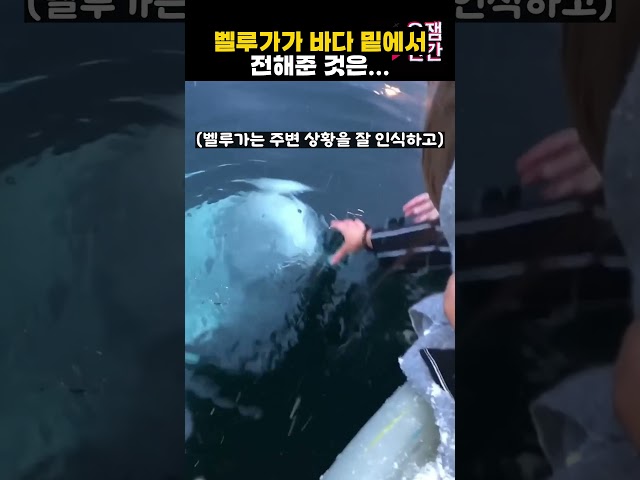 벨루가가 바다 밑에서 전해준 것은...