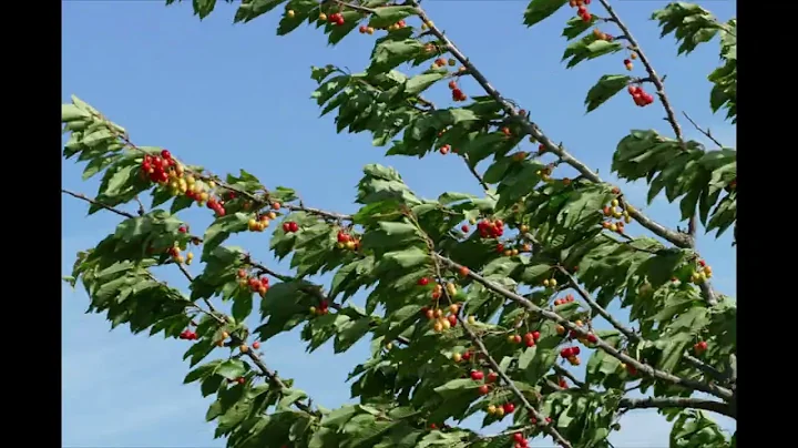 doss -  cherry