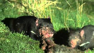 The Devil Ark Story Part 1