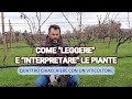 COME POTARE UNA VIGNA CON VECCHIE PIANTE EP. 4: Chiacchierando con un viticoltore.