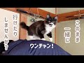 連れてって!泊まりで出掛けるパパを必死に妨害する子猫達が可愛かった