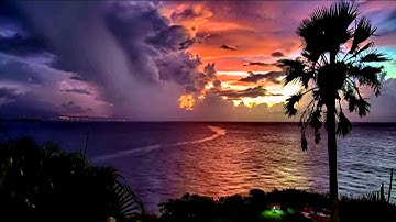 Spider Ferns Promo 1