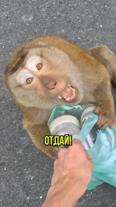 ЗЛАЯ обезьяна 😱😱😱 - YouTube