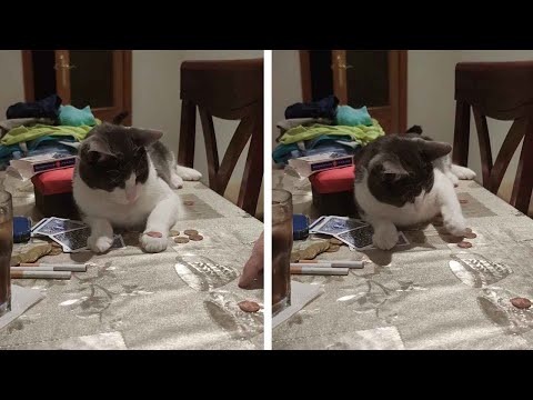 Smart Cat Flips Coin Onto Table