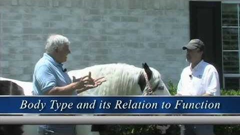 Gypsy Horse Conformation: Part 14 Body Type and its Relation to Function