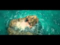 The shallows instinct de survie  bandeannonce vf