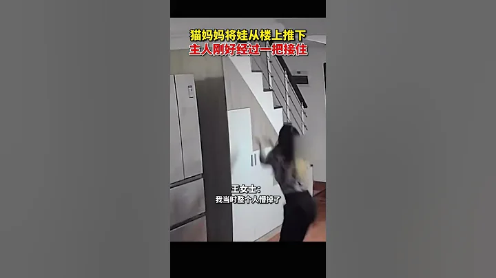 貓媽媽將新生小貓從樓梯推下，主人：一共生了八隻，怕它再扔，就幫著都搬下樓 - 天天要聞