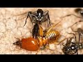 Batalha de insetos | Insect Battle | formiga