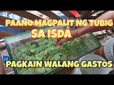 Video: Paano Baguhin Ang Tubig Sa Isda