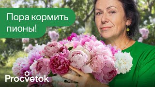 картинка: ГОТОВИМ ПИОНЫ К ФАНТАСТИЧЕСКОМУ ЦВЕТЕНИЮ! Обязательно подкормите и обработайте так пионы весной