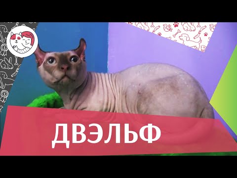 Двэльф на ilikepet