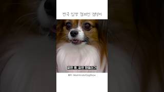어질리티 전국 챔피언 #shorts