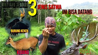 ALAT PANGGIL KIJANG, RUSA, DAN BURUNG KEKEK. THREE IN ONE