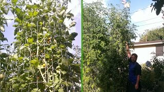 14 foot tomato plants again this year??? 2017 Garden