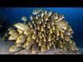 RAJA AMPAT | Season 2018 (full movie)