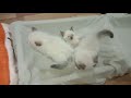 Kitty cats preparing their beds