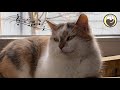 Soothing Sleep Music for Cats - Music to Relax and Calm Cats