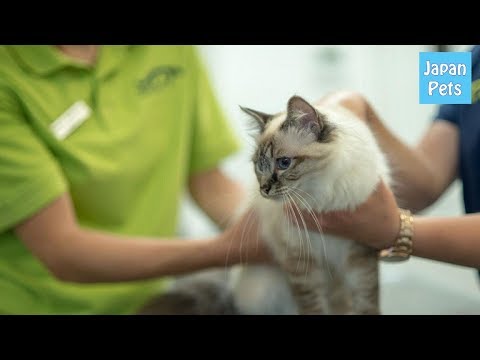 猫ひっかき病(バルトネラ症)に注意！感染後の症状と治療のまとめ。 - Japan Pets