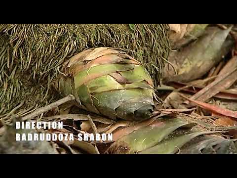 ভিডিও: ঘরের ভিতরে পাত্রগুলিতে রসুন কীভাবে বাড়ানো যায়