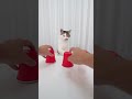 Cat and Shuffle Game