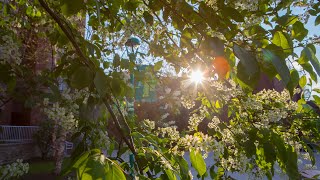 Welcome to College-in-the-Woods at Binghamton University Residential Life!