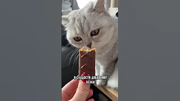 Можно ли кошкам есть сладкое? #кот #коты #shorts