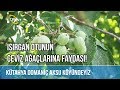 Isırgan Otunun Ceviz Ağaçlarına Faydası! -ÇETİN CEVİZ