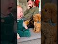 赤ちゃんと犬の喧嘩。最後は赤ちゃん泣いてしまう。。。#dog #baby #cute #funny #shorts #shortvideo #赤ちゃん #トイプードル