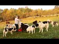 Câinii ciobănești și oile lui Ștefan Nemeș de la Sighetul Marmației - SUPER video 2020