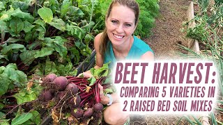 Growing Beets to Harvest: 5 Varieties & 2 Raised Bed Soil Mixes Compared