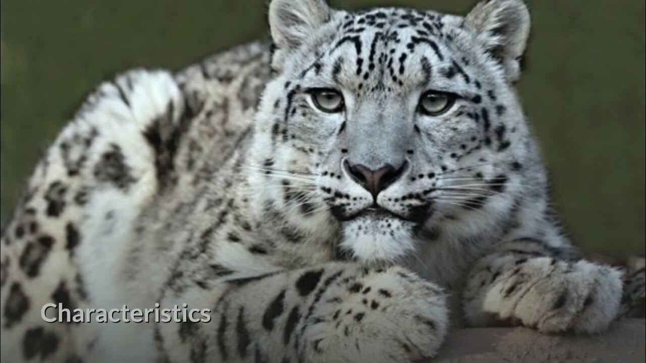 Snow Leopard Description, Characteristics and Facts! - YouTube