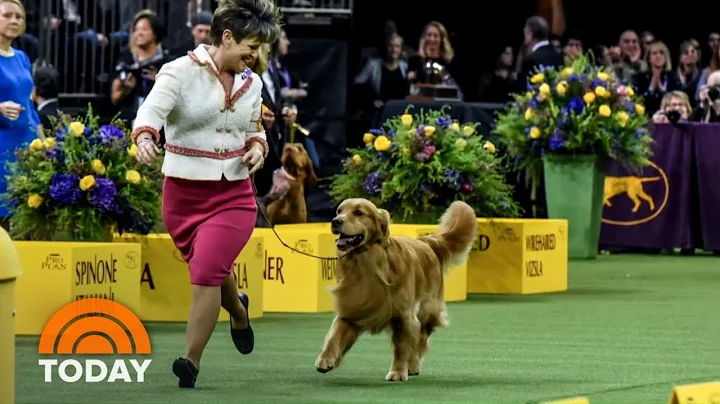 Meet Daniel, The Golden Retriever Who Stole Hearts...