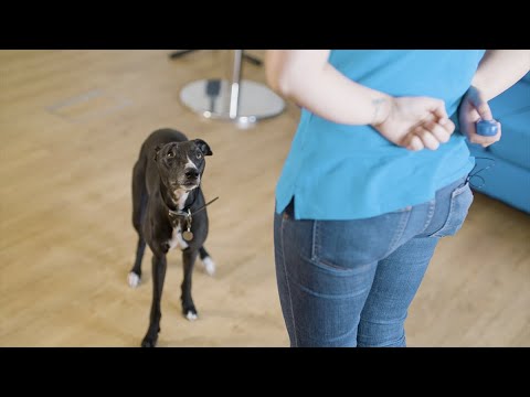 How to Use a Clicker to Teach Your Puppy [Complete Guide]