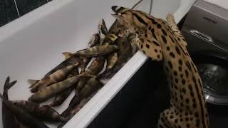 THE FISH scared THE SERVAL