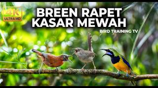 🔴 Live Masteran Nembak Rapat Cikris Gacor Bren vs Cucak Cungkok Super Gacor vs Tepus Kepala Abu