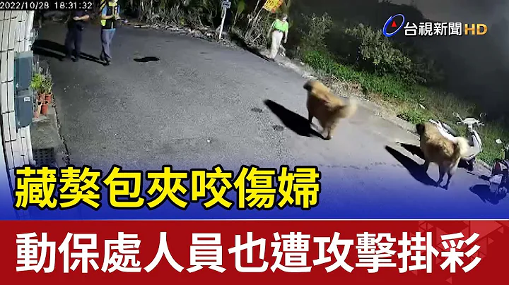 藏獒包夹咬伤妇动保处人员也遭攻击挂彩 - 天天要闻